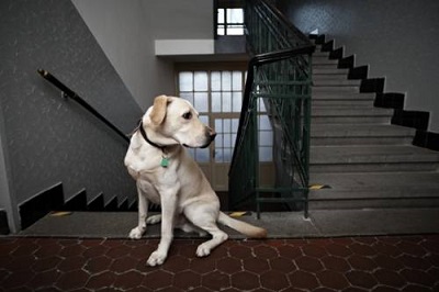 Animali domestici: nessun divieto in condominio