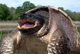 tartaruga azzannatrice