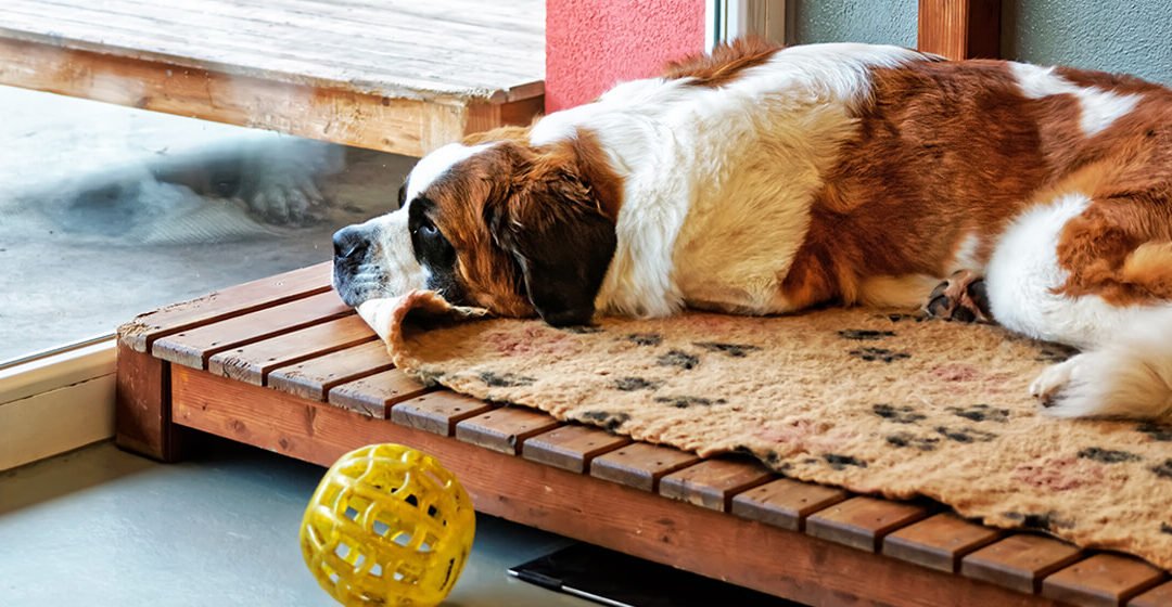 Non si può destinare l’abitazione a ricovero per cani