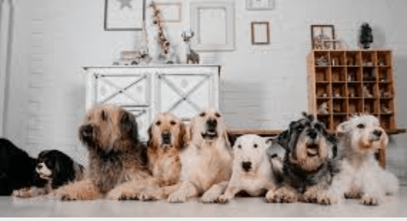 animali in condominio